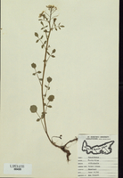 Rorrippa nasturtium-aquaticum-tn.jpg