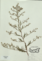 Rorrippa palustris-tn.jpg