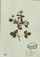 Rubus canadensis-tn.jpg