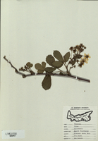 Rubus canadensis-tn.jpg