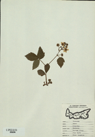 Rubus hispidus-tn.jpg