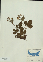Rubus hispidus-tn.jpg