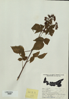 Rubus idaeus-tn.jpg