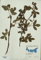 Rubus idaeus-tn.jpg