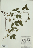 Rubus pubescens-tn.jpg