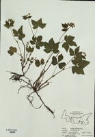 Rubus pubescens-tn.jpg