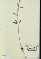 Rumex acetosella-tn.jpg