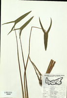 Sagittaria latifolia-tn.jpg
