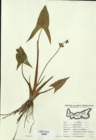 Sagittaria latifolia-tn.jpg