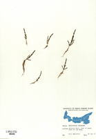 Salicornia europea-tn.jpg