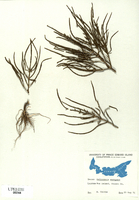 Salicornia europea-tn.jpg