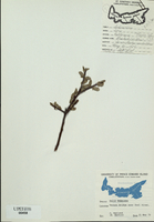 Salix bebbiana-tn.jpg