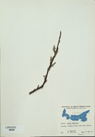 Salix bebbiana-tn.jpg