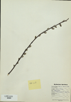 Salix humilis-tn.jpg