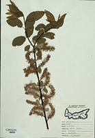 Salix pyrifolia-tn.jpg