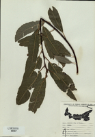 Salix viminalis-tn.jpg