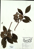Sambucus racemosa-tn.jpg