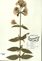 Sapronaria officinalis-tn.jpg