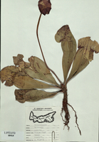 Sarracenia purpurea-tn.jpg