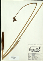 Scirpus acutus-tn.jpg