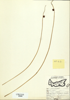 Scirpus americanus-tn.jpg