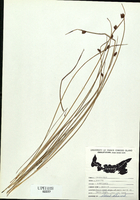 Scirpus americanus-tn.jpg