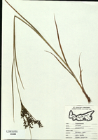 Scirpus cyperinus-tn.jpg