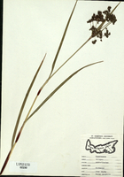 Scirpus microcarpus-tn.jpg