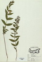 Scutellaria galericulata-tn.jpg