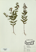 Scutellaria galericulata-tn.jpg