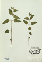Scutellaria lateriflora-tn.jpg
