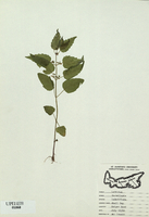 Scutellaria lateriflora-tn.jpg