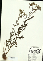 Senecio Sylvaticus-tn.jpg