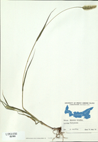 Setaria viridis-tn.jpg