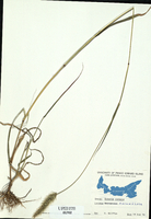 Setaria viridis-tn.jpg