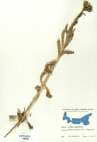 Silene noctiflora-tn.jpg