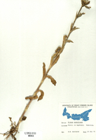 Silene noctiflora-tn.jpg