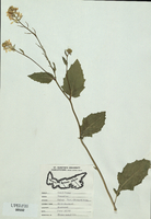 Sinapsis arvensis-tn.jpg