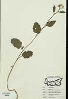 Sinapsis arvensis-tn.jpg