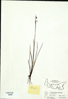 Sisyrinchium montanum-tn.jpg