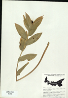 Smilacina racemosa-tn.jpg