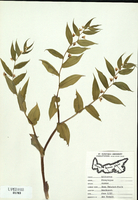 Smilacina roseus-tn.jpg