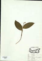 Smilacina trifolia-tn.jpg