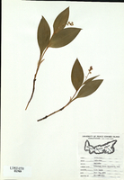 Smilacina trifolia-tn.jpg