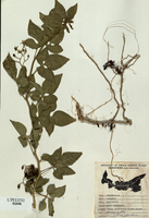 Solanum dulcamara-tn.jpg