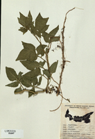 Solanum dulcamara-tn.jpg