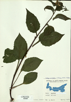 Solidago macrophylla-tn.jpg