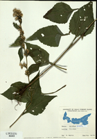 Solidago macrophylla-tn.jpg