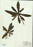 Sonchus arvensis-tn.jpg