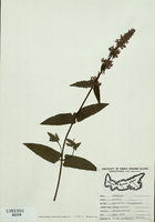 Stachys palustris-tn.jpg